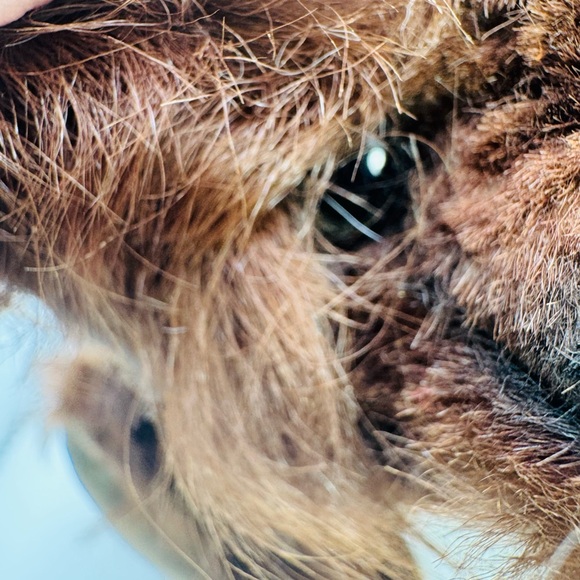 MOHAIR ARTIST BEAR by KIMBERLY’S BEARIED TREASURE 12” Jointed MISSING AN EYE! - Picture 2 of 11